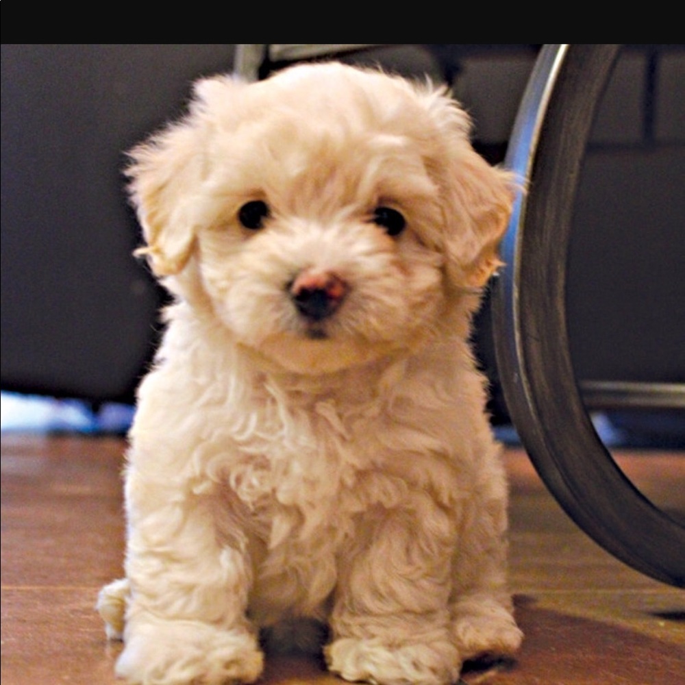 Meet your Posher, Rose